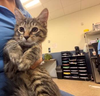 Domestic Short Hair Cats Available for Adoption - PRINCE | PetCurious