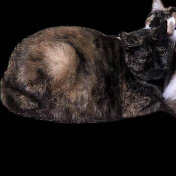 Mimosa -  Domestic Short Hair Cat for Adoption in Scranton, Pennsylvania - Mimosa | PetCurious