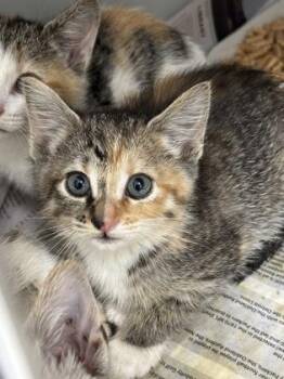 Sundae 550-26 -  Domestic Short Hair Cat for Adoption in Cumming, Georgia - Sundae 550-26 | PetCurious