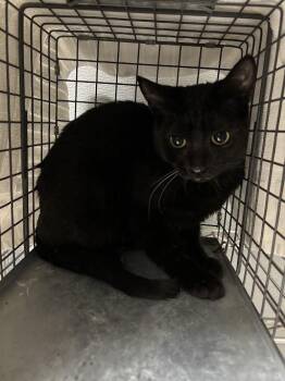 MARY -  Domestic Short Hair Cat Available for Adoption in Las Vegas, Nevada - MARY | PetCurious