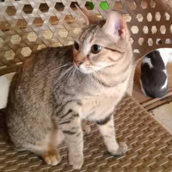 Bonded pair - Lulu & Enzo -  Egyptian Mau and Himalayan Cat for Adoption in Brampton, Ontario - Bonded Pair - Lulu & Enzo | PetCurious