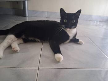 Zara -  Domestic Short Hair Cat for Adoption in Franklin, Massachusetts - Zara | PetCurious