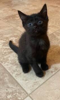 Rescue Domestic Short Hair Cats for Adoption in Johnson City, Tennessee - Smudge | PetCurious