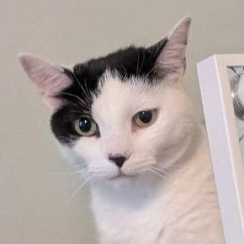 Sassafras "Sassy" -  American Shorthair Cat for Adoption in Pikesville, Maryland - Sassafras "Sassy" | PetCurious