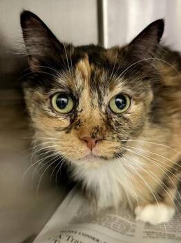 Domestic Long Hair Cats Available for Adoption in Wichita, Kansas - Girly Pop | PetCurious