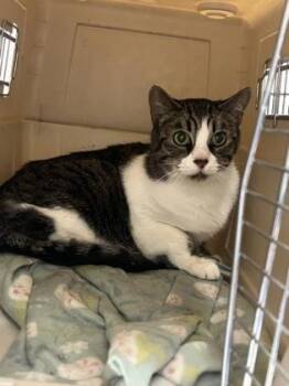 Domestic Medium Hair Cats Available for Adoption in Sacramento, California - Bebe | PetCurious