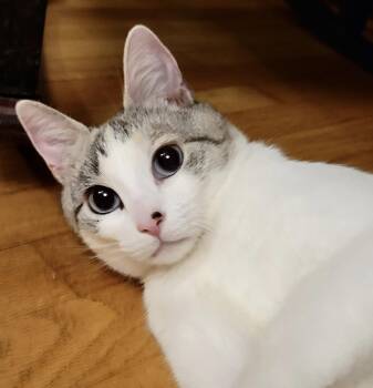 Siamese and Snowshoe Cats Available for Adoption - Ocean | PetCurious