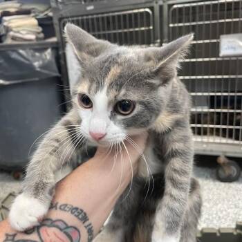 Domestic Short Hair Cats Available for Adoption in Port Charlotte, Florida - Cherry | PetCurious