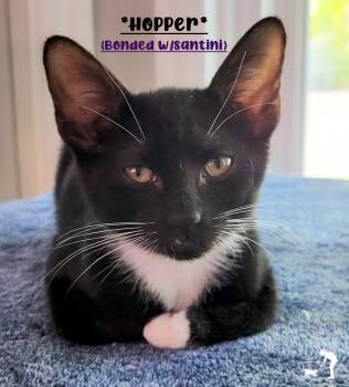 Hopper (Bonded w/Santini) -  Domestic Short Hair Cat for Adoption in Centerville, Utah - Hopper (Bonded W/Santini) | PetCurious