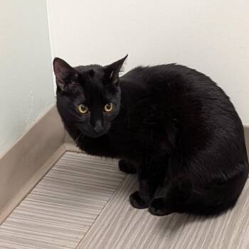 Sal -  Domestic Short Hair Cat for Adoption in Wakefield, Massachusetts - Sal | PetCurious