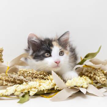 Daisy -  Calico Cat for Adoption in Trophy Club, Texas - Daisy | PetCurious