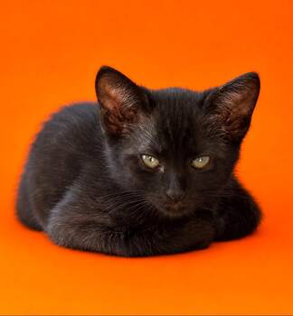 Kitten 6 -  Domestic Short Hair Cat for Adoption in Detroit, Michigan - Kitten 6 | PetCurious