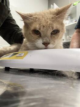 OLD MAN -  Domestic Short Hair Cat for Adoption in Indianapolis, Indiana - OLD MAN | PetCurious