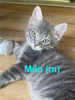 Rescue Abyssinian Cats for Adoption in New Bern, North Carolina - MILO Kitten | PetCurious