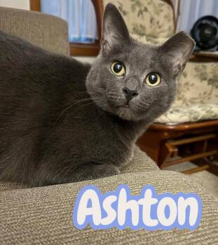 Ashton - Handsome and snuggly -  Russian Blue and Domestic Short Hair Cat for Adoption in Chuckey, Tennessee - Ashton - Handsome And Snuggly | PetCurious