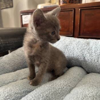 Chunka 26-065 -  Domestic Short Hair Cat for Adoption in Little Rock, Arkansas - Chunka 26-065 | PetCurious