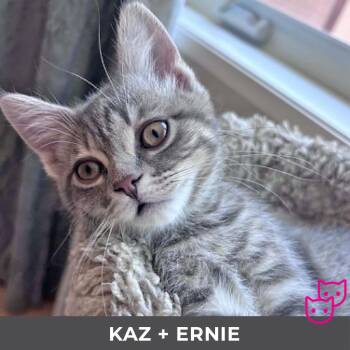 Kaz (bonded with Ernie) -  Domestic Short Hair Cat for Adoption in Toronto, Ontario - Kaz (bonded With Ernie) | PetCurious