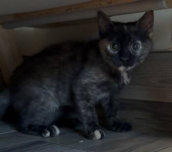 Precious -  Domestic Medium Hair Cat for Adoption in Osseo, Michigan - Precious | PetCurious