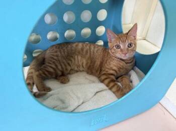Sport -  Domestic Short Hair Cat for Adoption in Honolulu, Hawaii - Sport | PetCurious