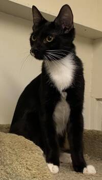 Reno -  Domestic Short Hair Cat for Adoption in Los Angeles, California - Reno | PetCurious