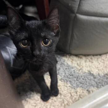 Phoebe -  Domestic Short Hair Cat for Adoption in Beulaville, North Carolina - Phoebe | PetCurious