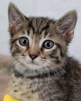 Domestic Short Hair and Tabby Cats Available for Adoption in Kennesaw, Georgia - Ladybug | PetCurious