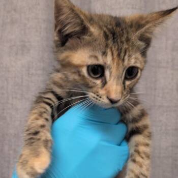 Radar -  Domestic Short Hair Cat for Adoption in Hattiesburg, Mississippi - Radar | PetCurious