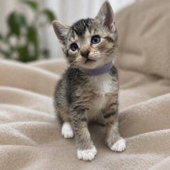 Domestic Short Hair Cats Available for Adoption in Inman, South Carolina - Ahri | PetCurious