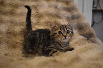 Palmer -  Domestic Short Hair Cat for Adoption in Brockport, New York - Palmer | PetCurious