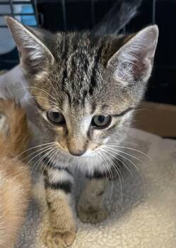 2 month litter -  Domestic Short Hair Cat for Adoption in San Antonio, Texas - 2 Month Litter | PetCurious