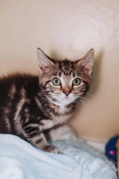 Domestic Medium Hair and Domestic Short Hair Cats Available for Adoption in North Charleston, South Carolina - 91672a Beth- PetSmart Mt Pleasant | PetCurious