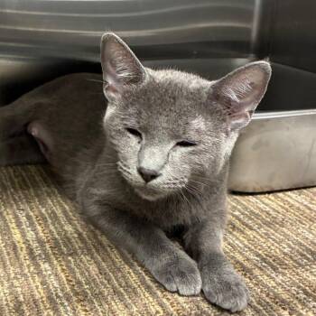 Apple -  Domestic Short Hair Cat for Adoption in Sand Springs, Oklahoma - Apple | PetCurious