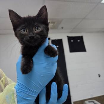 Platinum -  Domestic Short Hair Cat for Adoption in Incline Village, Nevada - Platinum | PetCurious