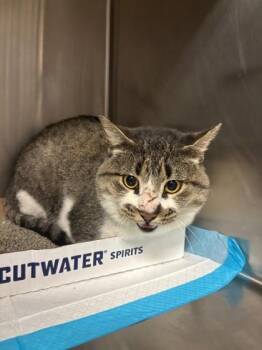 Rescue Domestic Short Hair Cats for Adoption in Lafayette, Indiana - Shawshank | PetCurious