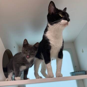Flurry -  Domestic Short Hair Cat for Adoption in Branford, Connecticut - Flurry | PetCurious