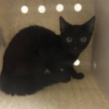 Forest -  Domestic Short Hair Cat for Adoption in Philadelphia, Pennsylvania - Forest | PetCurious