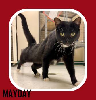 Rescue Domestic Short Hair Cats for Adoption in Providence, Rhode Island - Mayday | PetCurious