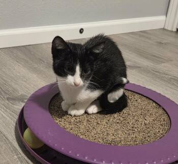 Slow Mo -  Domestic Short Hair Cat for Adoption in Sedalia, Colorado - Slow Mo | PetCurious
