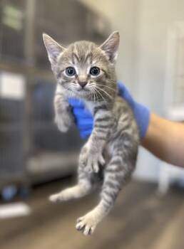 Rusty -  Domestic Short Hair Cat for Adoption in Victorville, California - Rusty | PetCurious
