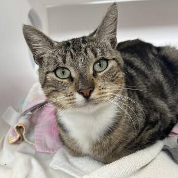 Randy -  Domestic Short Hair Cat for Adoption in Jupiter, Florida - Randy | PetCurious