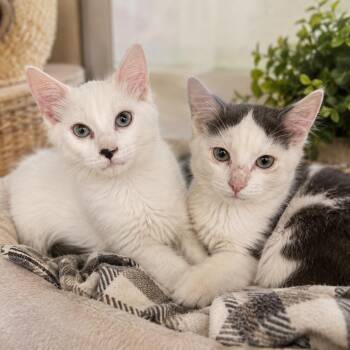 Meringue & Macaroon -  Domestic Medium Hair Cat for Adoption - Meringue & Macaroon | PetCurious