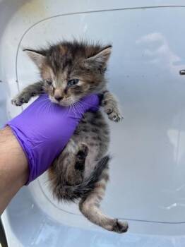 Domestic Short Hair Cats Available for Adoption in Doral, Florida - ASH | PetCurious