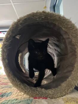 Irene -  Domestic Short Hair Cat for Adoption in Lovingston, Virginia - Irene | PetCurious