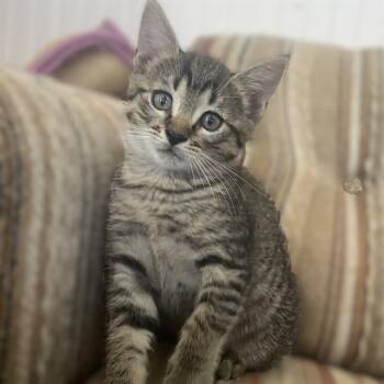 DONUT -  Domestic Short Hair Cat for Adoption in San Antonio, Texas - DONUT | PetCurious