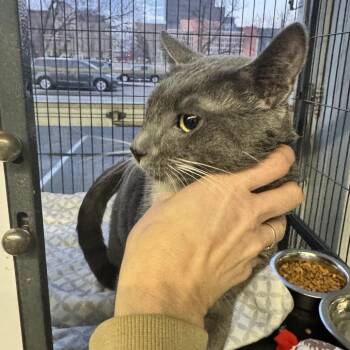 Domestic Short Hair Cats Available for Adoption - Gray Goosey | PetCurious