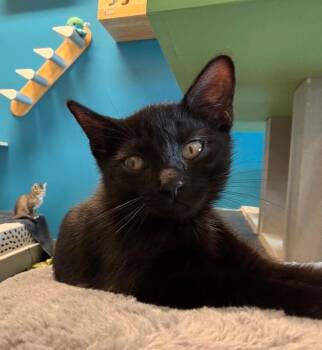 Hot Honey -  Domestic Short Hair Cat for Adoption in Fort Collins, Colorado - Hot Honey | PetCurious