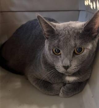 Andrea -  Domestic Short Hair Cat for Adoption in West Chester, Pennsylvania - Andrea | PetCurious