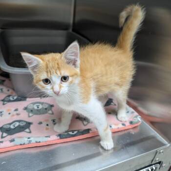 Guppie -  Domestic Short Hair Cat for Adoption in Detroit Lakes, Minnesota - Guppie | PetCurious