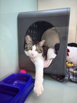 Domestic Short Hair Cats Available for Adoption in Manhattan, Illinois - Zane | PetCurious