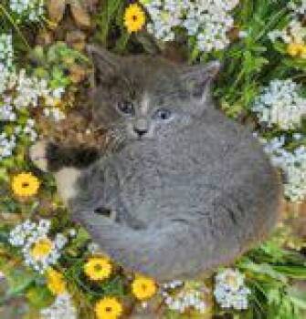 Rescue Domestic Short Hair Cats for Adoption in Portsmouth, Ohio - Charlie | PetCurious